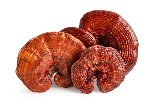 Hongo Ganoderma lucidum Gano Excel